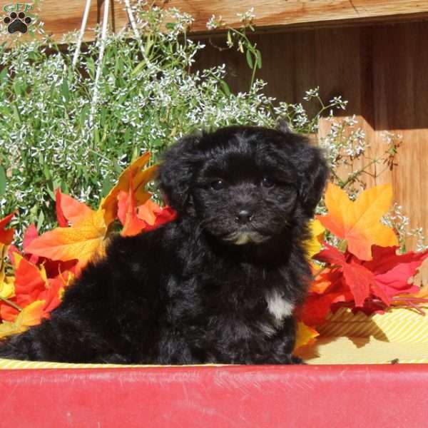 Rowdy, Maltipoo Puppy